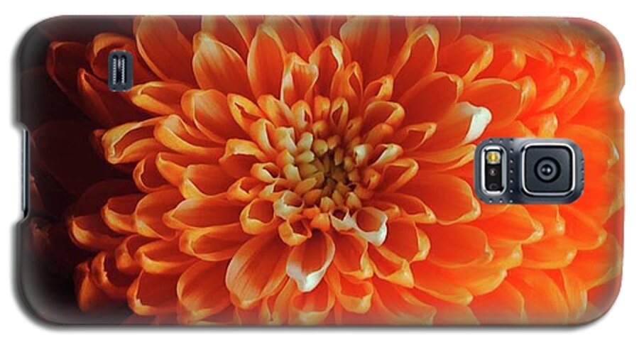 Orange Chrysanthemum - Phone Case