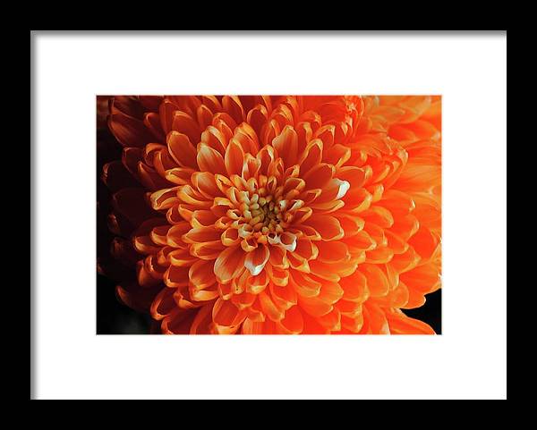 Orange Chrysanthemum - Framed Print