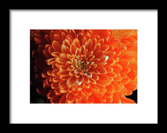 Orange Chrysanthemum - Framed Print