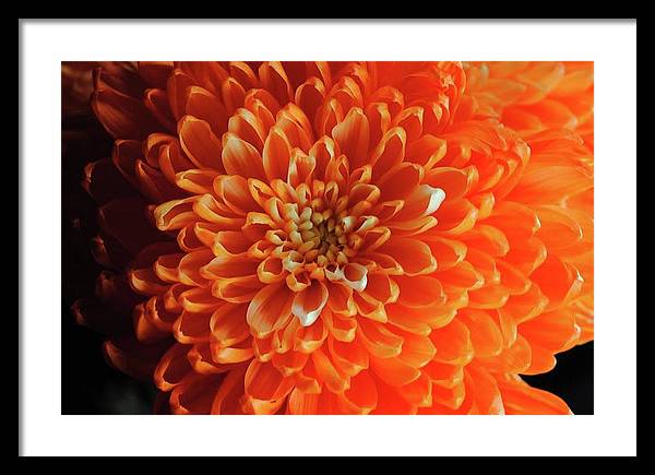 Orange Chrysanthemum - Framed Print