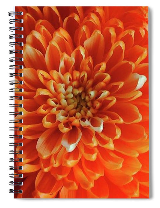 Orange Chrysanthemum - Spiral Notebook