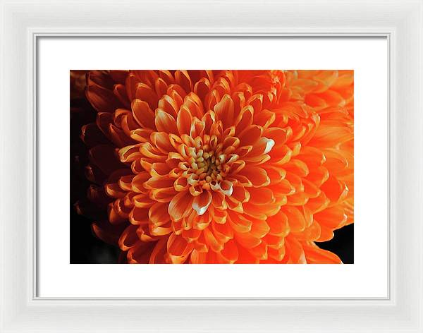 Orange Chrysanthemum - Framed Print