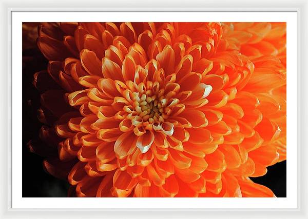 Orange Chrysanthemum - Framed Print