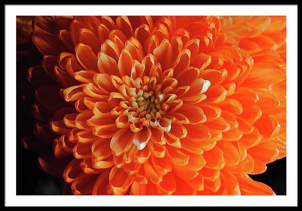 Orange Chrysanthemum - Framed Print