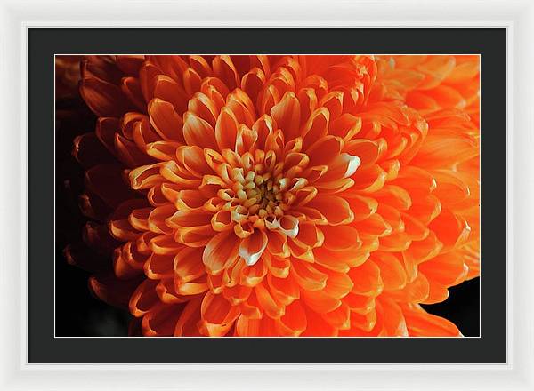 Orange Chrysanthemum - Framed Print