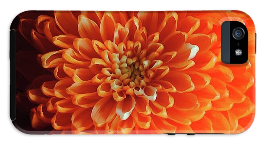 Orange Chrysanthemum - Phone Case