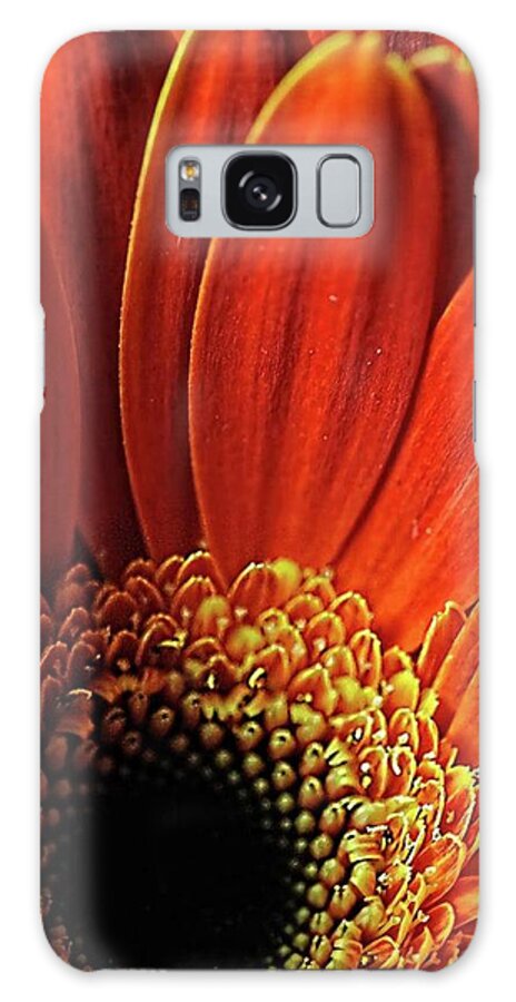 Orange Daisy Close Up - Phone Case