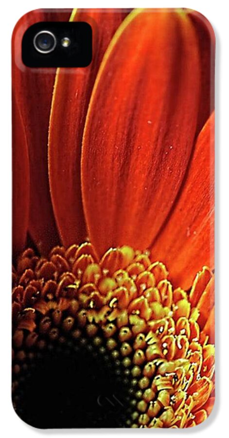 Orange Daisy Close Up - Phone Case