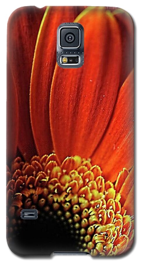 Orange Daisy Close Up - Phone Case