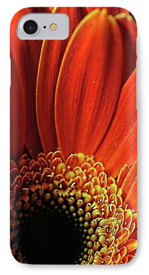 Orange Daisy Close Up - Phone Case