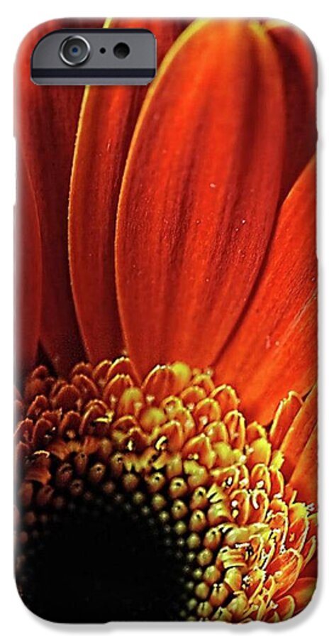 Orange Daisy Close Up - Phone Case