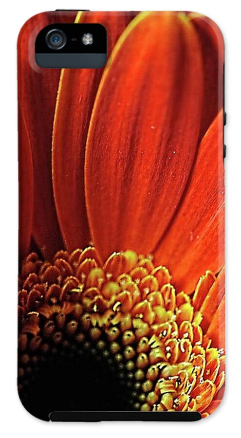 Orange Daisy Close Up - Phone Case