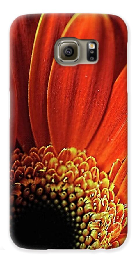 Orange Daisy Close Up - Phone Case