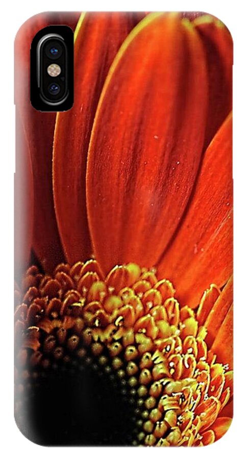 Orange Daisy Close Up - Phone Case