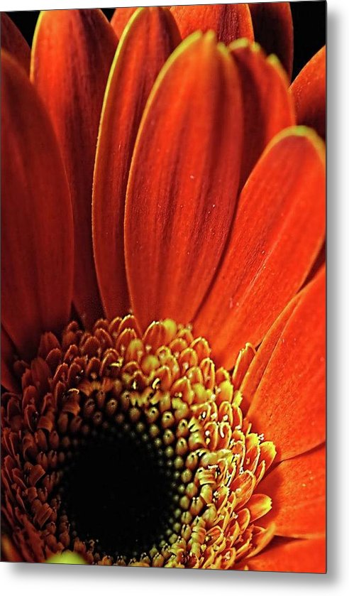 Orange Daisy Close Up - Metal Print