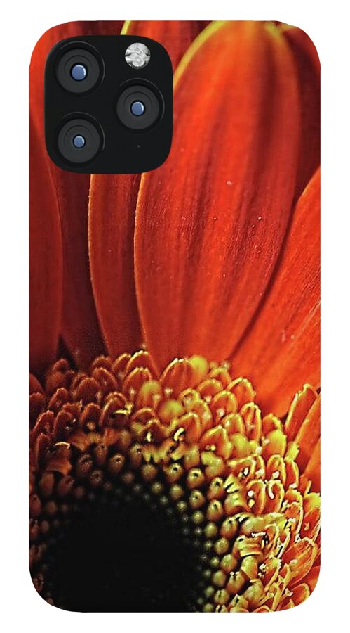 Orange Daisy Close Up - Phone Case