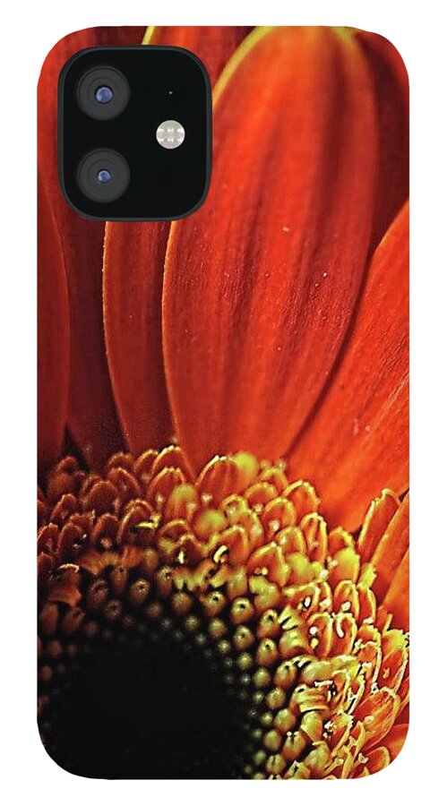 Orange Daisy Close Up - Phone Case