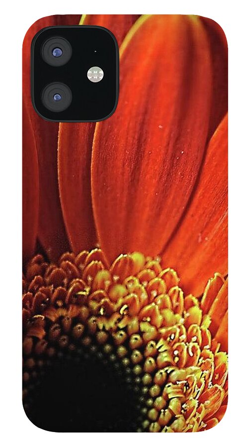 Orange Daisy Close Up - Phone Case