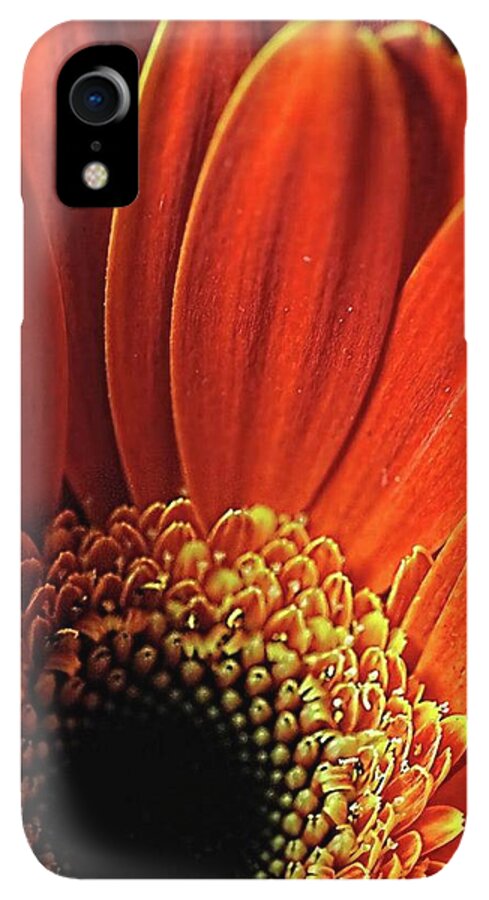 Orange Daisy Close Up - Phone Case