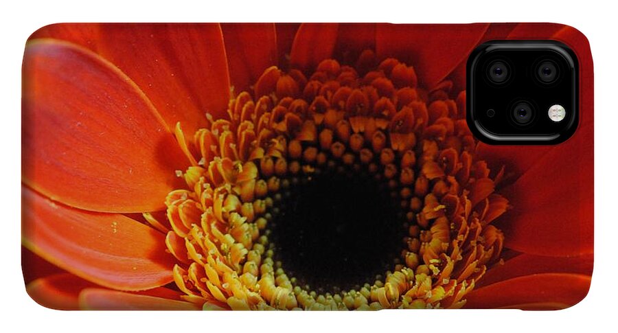 Orange Daisy On Black - Phone Case