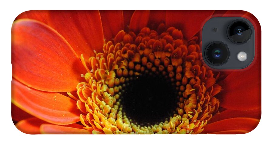 Orange Daisy On Black - Phone Case