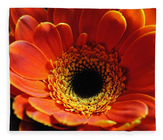 Orange Daisy On Black - Blanket