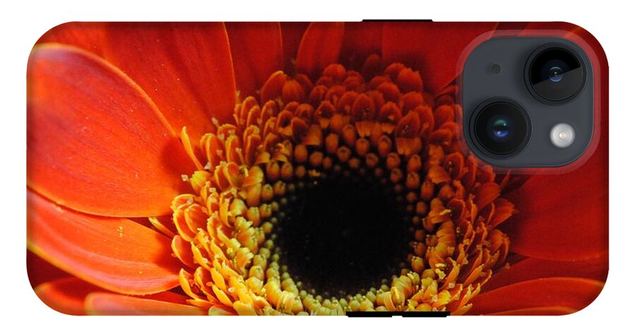 Orange Daisy On Black - Phone Case