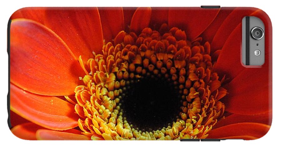 Orange Daisy On Black - Phone Case