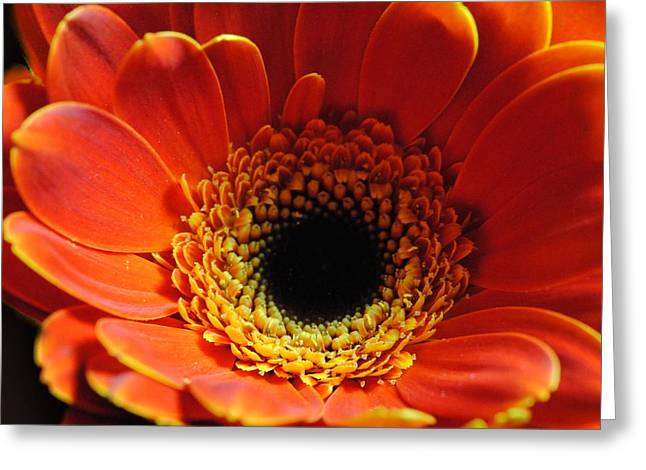 Orange Daisy On Black - Greeting Card