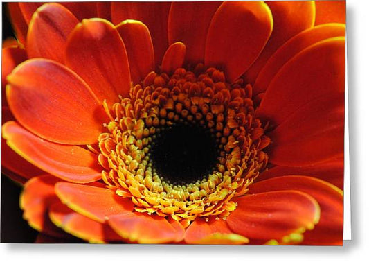 Orange Daisy On Black - Greeting Card