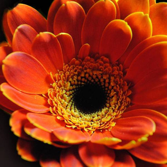Orange Daisy On Black - Art Print