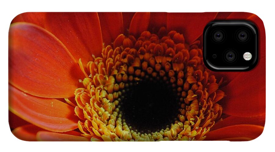 Orange Daisy On Black - Phone Case