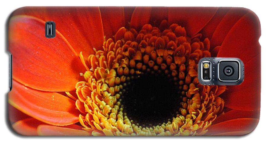Orange Daisy On Black - Phone Case