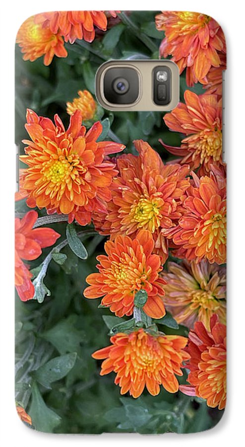 Orange Mums walk - Phone Case