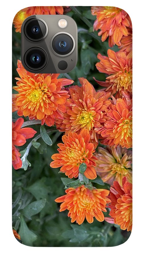 Orange Mums walk - Phone Case