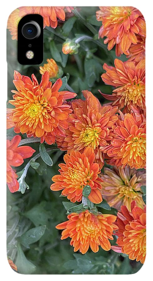 Orange Mums walk - Phone Case