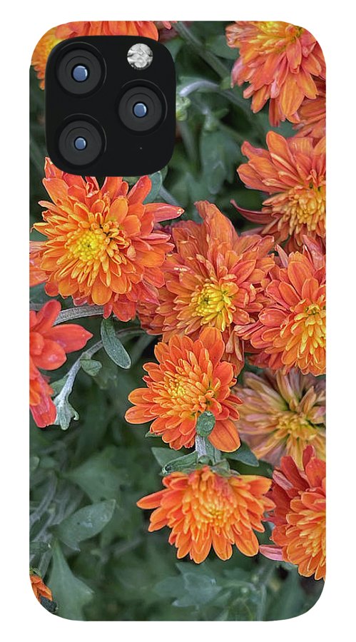 Orange Mums walk - Phone Case