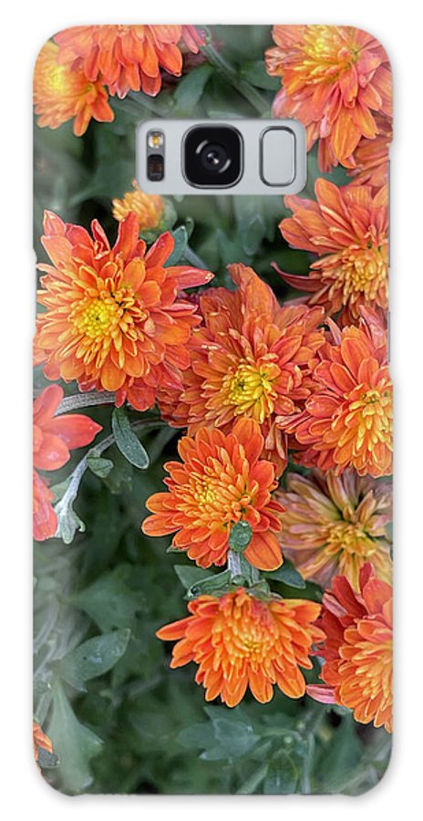 Orange Mums walk - Phone Case