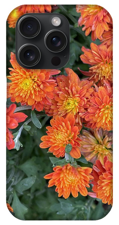 Orange Mums walk - Phone Case