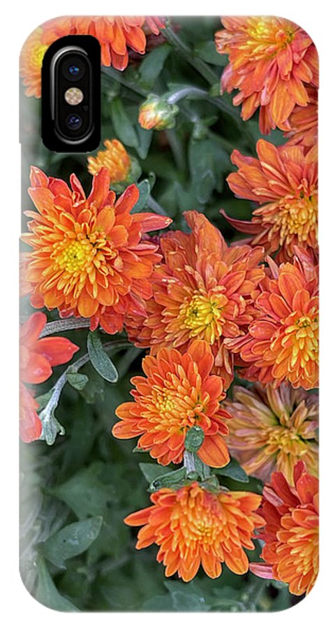 Orange Mums walk - Phone Case