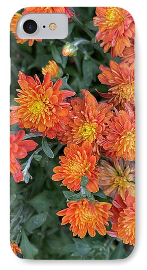 Orange Mums walk - Phone Case