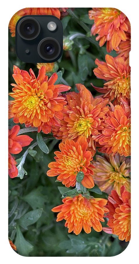 Orange Mums walk - Phone Case
