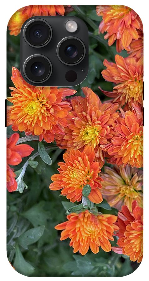 Orange Mums walk - Phone Case