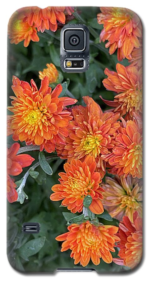 Orange Mums walk - Phone Case