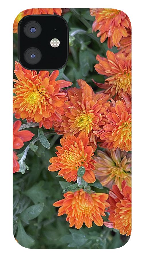 Orange Mums walk - Phone Case