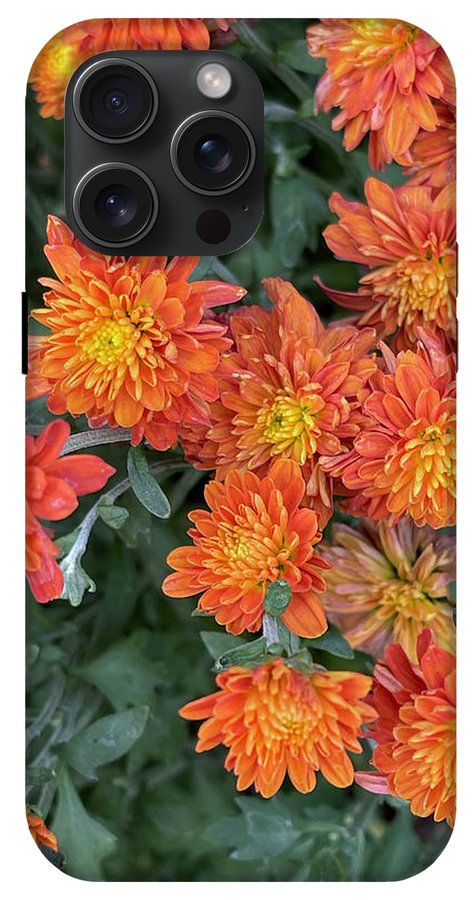 Orange Mums walk - Phone Case