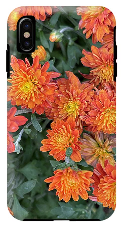 Orange Mums walk - Phone Case