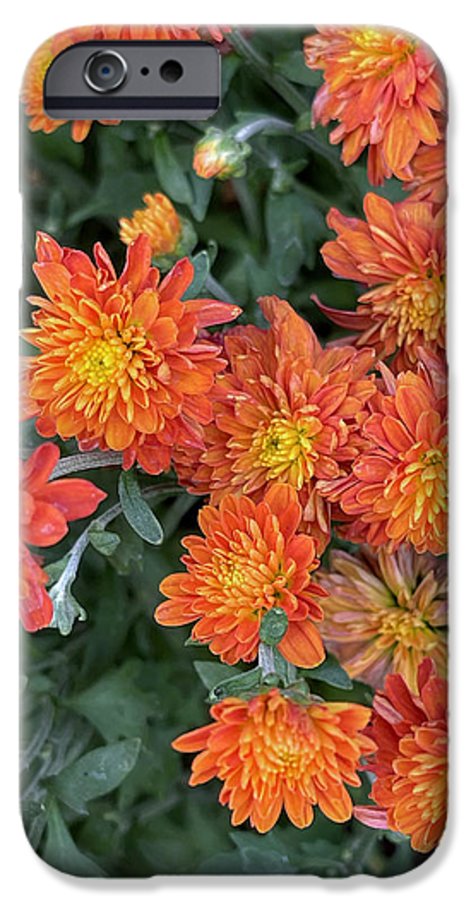Orange Mums walk - Phone Case