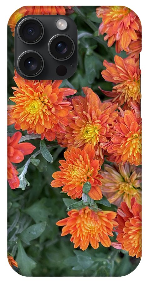 Orange Mums walk - Phone Case