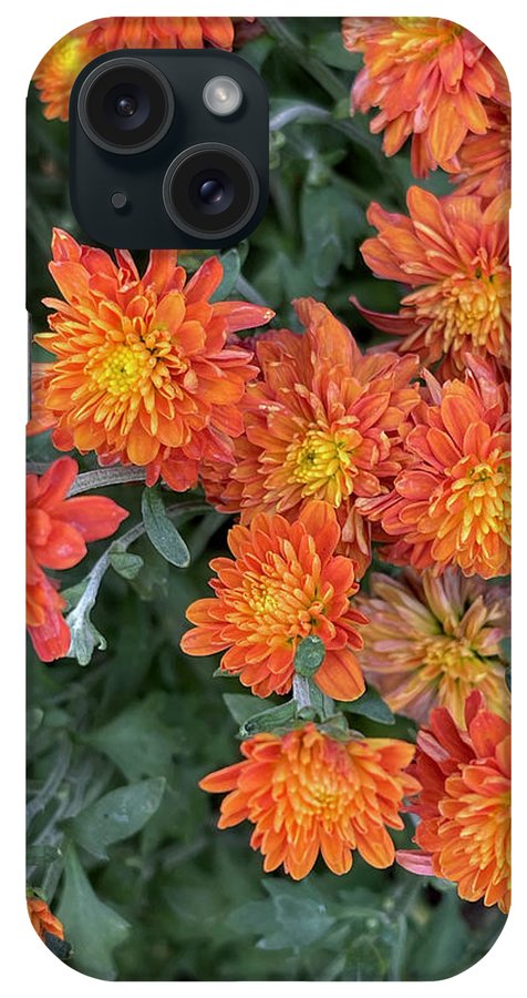 Orange Mums walk - Phone Case